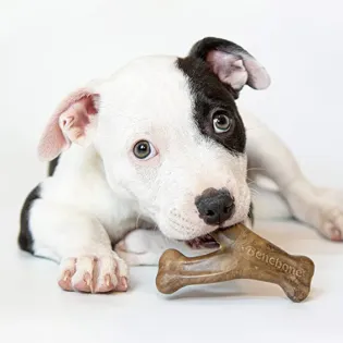Benebone Puppy Bacon Chew 