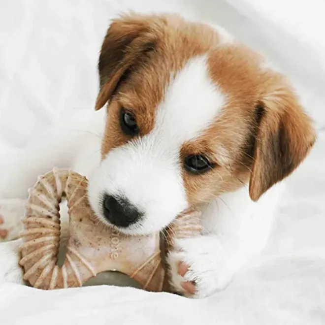 Benebone Puppy Bacon Chew 