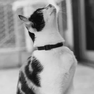 Zee.Cat Collar - Gotham