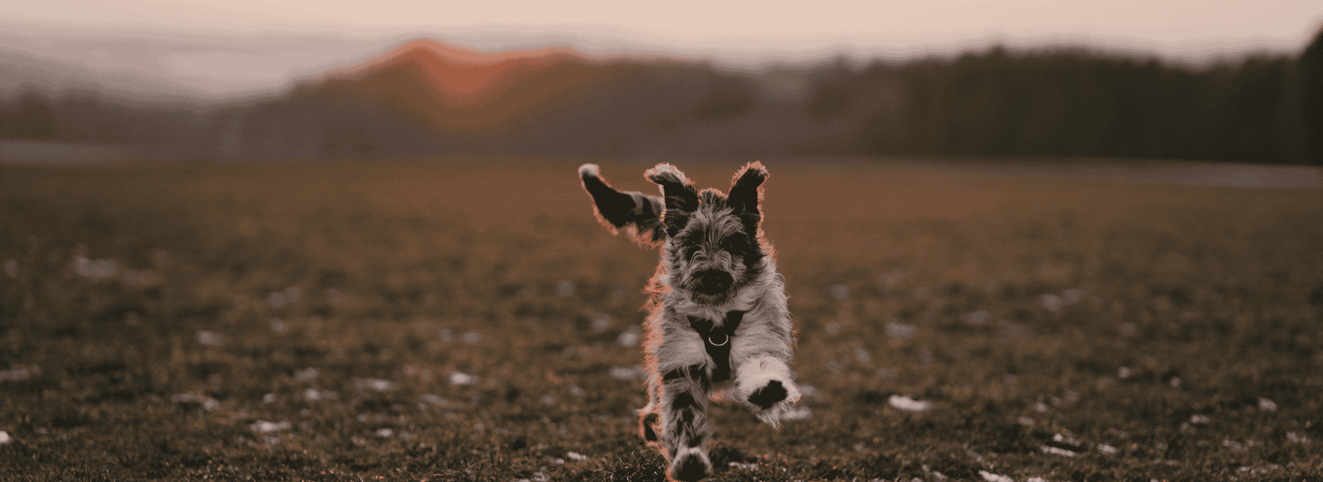 Banner Dog running 