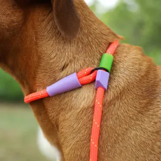 Zee.Dog Slip-N-Lock Leash - Everest  Zee.Dog Slip-N-Lock Leash - Everest