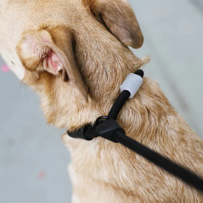Zee.Dog Slip-N-Lock Leash - Gotham 