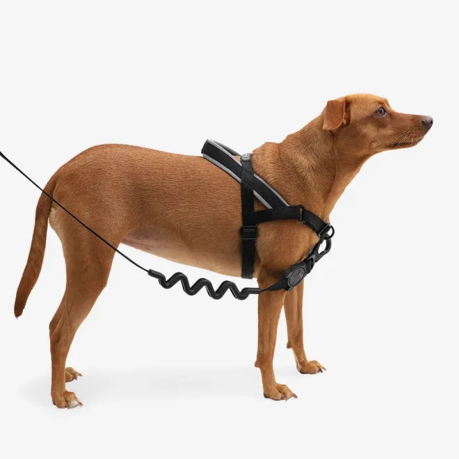 Zee.Dog Softer Walk Harness - Gotham - Medium 